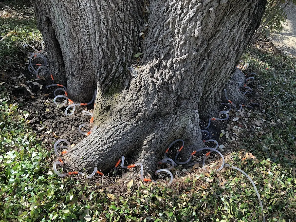 Detailed Tree Cabling and Bracing job site in Reeves